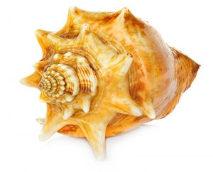 Te Tapuwae o Te Waka kura opening @ Ancient Kauri Kingdom | Awanui | Northland | New Zealand